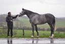 Caballo castrado Silla Francés En venta 2012 Tordo