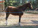 Caballo castrado Curly En venta 2009 Bayo por Aladin (1/2 Curly)