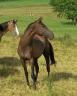 Yegua Akhal Teke En venta 2012 Isabelo por Argo