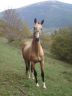 Yegua Akhal Teke En venta 2002 Isabelo por Schiallazar (Ru)