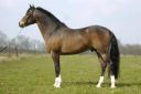 FURZLEY FOX TROT - New Forest 2002 por FURZLEY FIRST AIDE