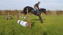 Caballo castrado AES Anglo European Studbook En venta 2016 Bayo moreno por Lynwood Constitution