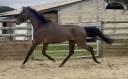 Caballo castrado Hannoveriano En venta 2021 Bayo por FUSIONIST