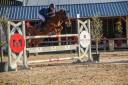 Caballo castrado PFS Poni Françés de Silla Préstamo 2014 Alazán por Very nice de l'aumont