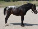 Semental Curly En venta 2011 Appaloosa