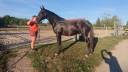Caballo castrado Silla Francés En venta 2020 Negro por OGRION DES CHAMPS
