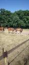 Caballo castrado Silla Francés En venta 2021 Alazán tostado por QUITE EASY