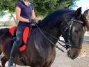 Silla Sudadero Bareback Dressage LP