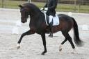 Coraggio vh Bloemenhof - sBs Caballo de Deporte Belga 2008 por QUATERBACK