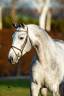 Mumbai - BWP Caballo de Sangre Belga 2012 por DIAMANT DE SEMILLY