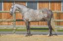 Caballo castrado PRE Pura Raza Española En venta 2018 Tordo