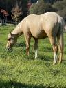 Potro Appaloosa En venta 2020 Palomino por BOGIEPLATED JAC (ApHC)