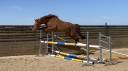 Caballo castrado KWPN Caballo de Deporte Neerlandés En venta 2021 Alazán