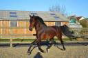 Caballo castrado PRE Pura Raza Española En venta 2018 Bayo
