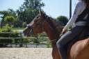 Caballo castrado PRE Pura Raza Española En venta 2022 Bayo
