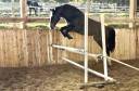 Yegua Silla Francés En venta 2022 Bayo moreno por Hitchcock Bois Margot