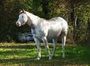 ec kash royal lynx - Paint Horse 2020 por chuck midnight taly