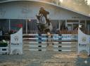 Yegua sBs Caballo de Deporte Belga En venta 2018 Tordo por COULEUR LATOUR