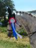 Caballo entero Otra Raza de Poni En venta 2010 Tordo por FURZLEY FOX TROT