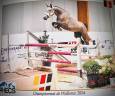 Yegua sBs Caballo de Deporte Belga En venta 2021 Alazán roano por korado de baudignies