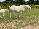 Yegua Caballo de Silla En venta 2014 Appaloosa