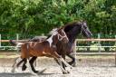 Potro Otra raza de Caballos En venta 2023 Pío por Charismatic Morinda Z