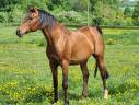 A F MANJAROH  - Arabe 2004 por NADIR I