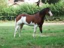 im rascal lody tr - Paint Horse 2021 por Little Buck Rascal