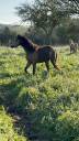 Caballo entero Welsh Poni (Sección B) En venta 2021 Isabelo por NORTHLIGHT CONCERTO, WB