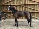 Caballo castrado BWP Caballo de Sangre Belga Préstamo 2020 Bayo moreno por Elvis Ter Putte