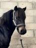 Caballo castrado Dartmoor En venta 2021 Bayo moreno