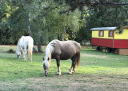 Propiedad ecuestre En venta Charente Marítimo