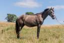 Potro Lusitano En venta 2022 Tordo por QUIEFE HP