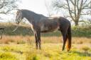 Potro Lusitano En venta 2022 Tordo por QUIEFE HP