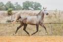 Potro Lusitano En venta 2022 Tordo por QUIEFE HP