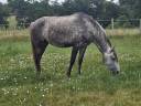 Potranca Lusitano En venta 2021 Tordo