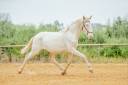 Caballo entero Lusitano En venta 2022 Crema por SALTEADOR SDS