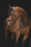 Caballo castrado Origine Constat&eacute;e En venta 2018 Bayo por DAKTARI DE LA GESSE