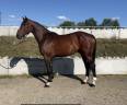 Caballo castrado AES Anglo European Studbook En venta 2020 Bayo moreno