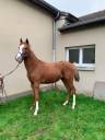 Caballo castrado Pura Sangre En venta 2022 Alazán por MAGADAN