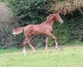 Potro sBs Caballo de Deporte Belga En venta 2024 Alazán por PEGASE VAN'T RUYTERSHOF
