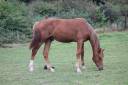 Potro sBs Caballo de Deporte Belga En venta 2024 Alazán por PEGASE VAN'T RUYTERSHOF