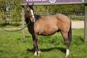 Caballo castrado Paint Horse En venta 2023 Dun