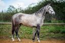 Yegua Lusitano En venta 2020 Tordo