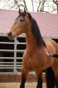 Caballo castrado PRE Pura Raza Española En venta 2015 Isabelo por TRUAN XI