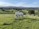 PUPILAJE CABALLOS EN LIBERTAD