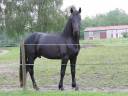 Semental Arabo Frisón En venta 2022 Negro por Maïko DLB Classic Innovation