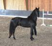 Semental Arabo Frisón En venta 2022 Negro por Maïko DLB Classic Innovation