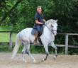Caballo castrado Lusitano En venta 2018 Tordo por ZEUS