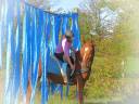Caballo castrado Origine Constatée En venta 2015 Alazán